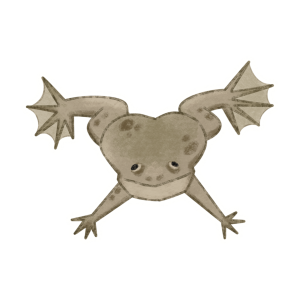 African Dwarf Frog Vinyl Sticker