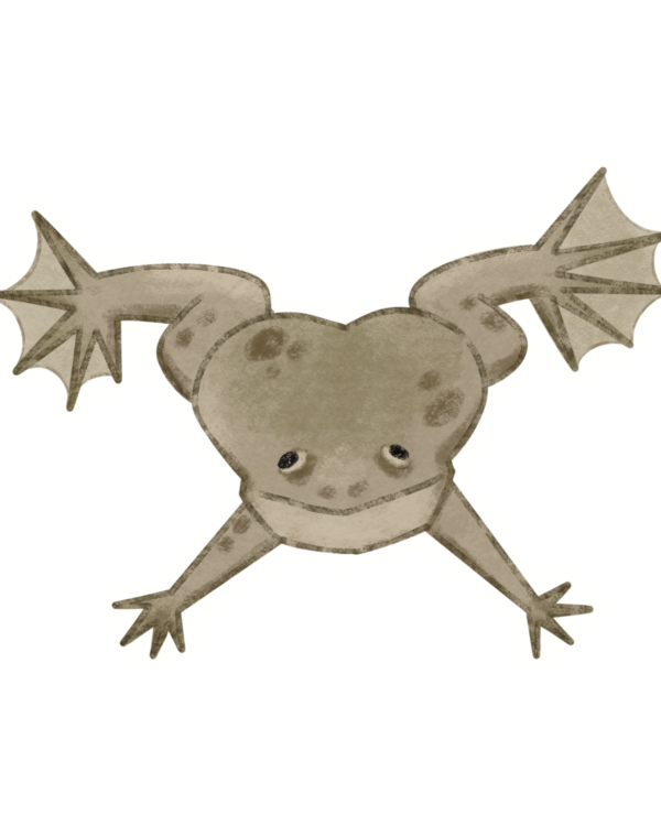 African Dwarf Frog Vinyl Sticker